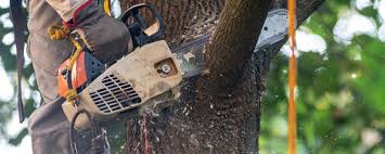 Best Emergency Tree Removal  in Arnold, CA