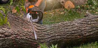 Best Stump Grinding and Removal  in Arnold, CA