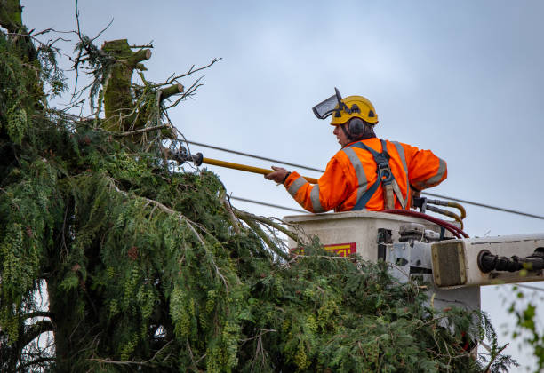 Best Tree Trimming and Pruning  in Arnold, CA