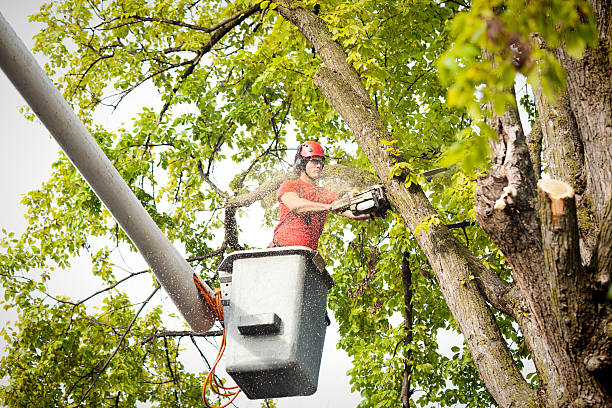 Leaf Removal in Arnold, CA