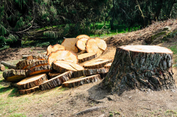 Best Hazardous Tree Removal  in Arnold, CA